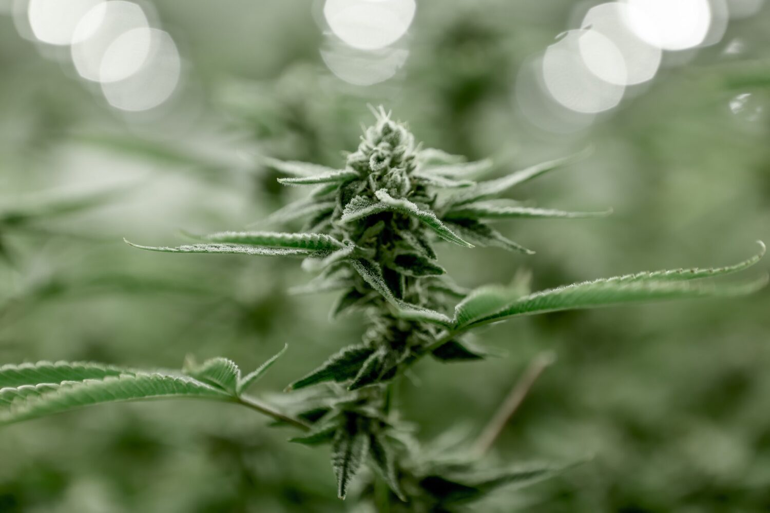 Cannabis 2