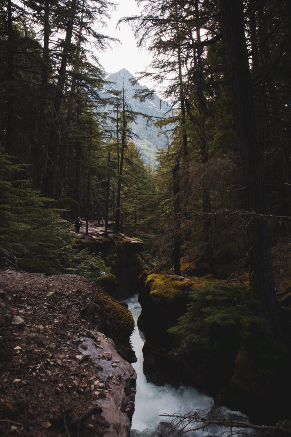 Wilderness 3